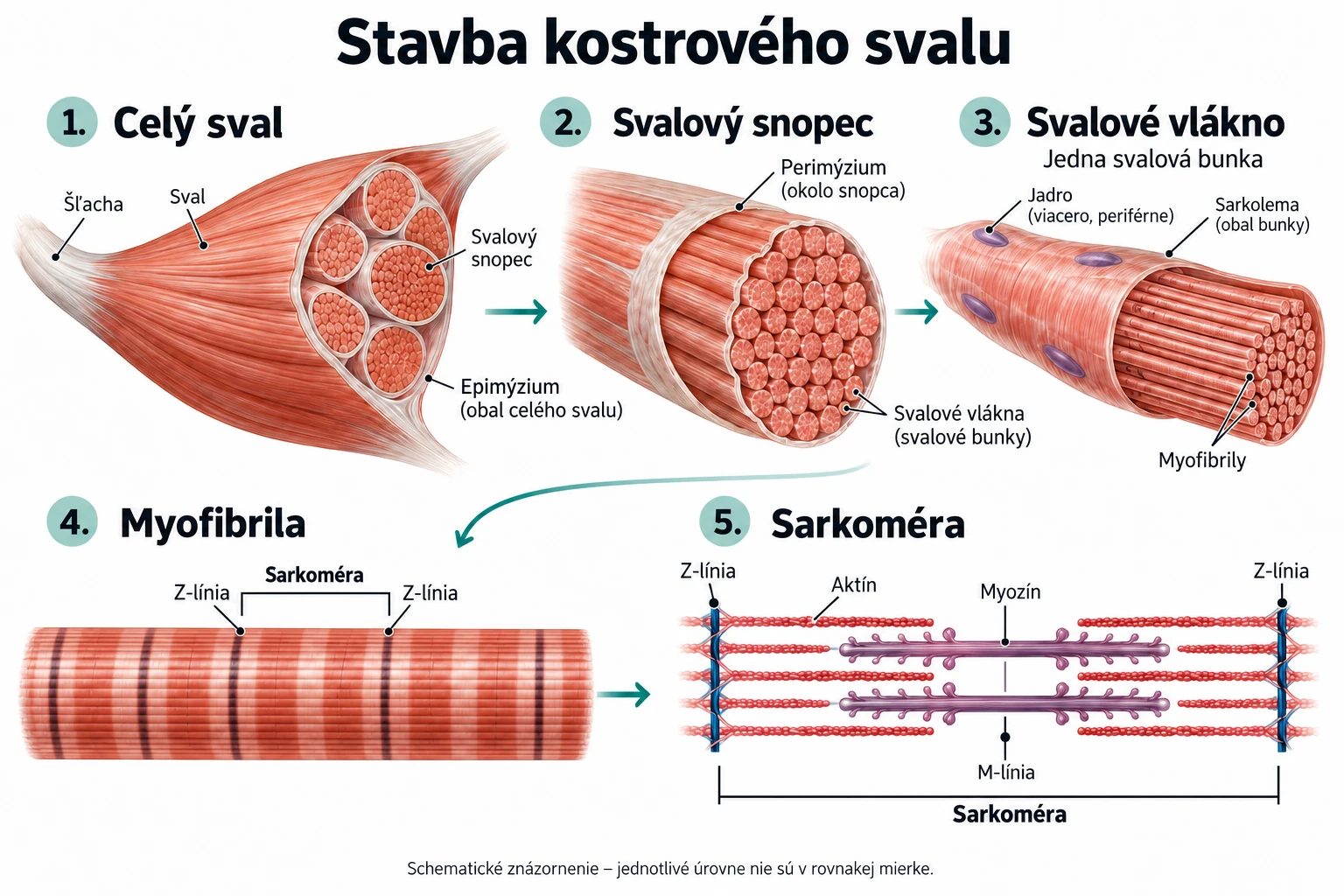 Schéma stavby kostrového svalu od celého svalu cez svalový snopec, svalové vlákno a myofibrilu až po sarkoméru.